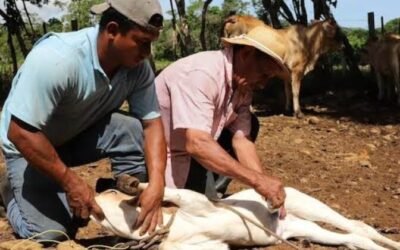 DETECTAN 14 CASOS DE GUSANO BARRENADOR EN LA HUASTECA