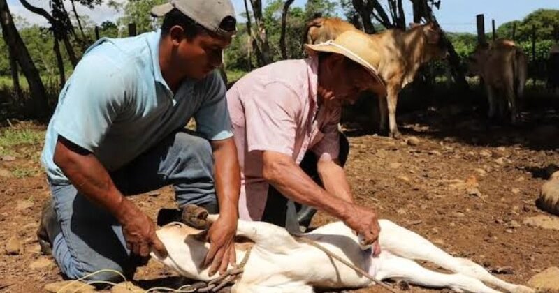 DETECTAN 14 CASOS DE GUSANO BARRENADOR EN LA HUASTECA