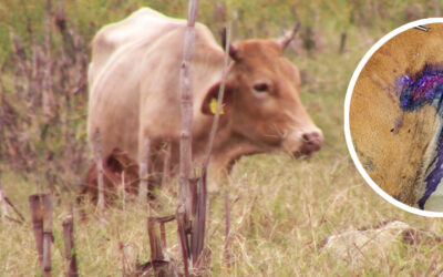 CALOR DISPARA EL GUSANO BARRENADOR EN LA HUASTECA POTOSINA