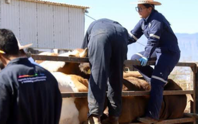 REFUERZAN VIGILANCIA SANITARIA EN TRASLADO DE GANADO EN LA HUASTECA