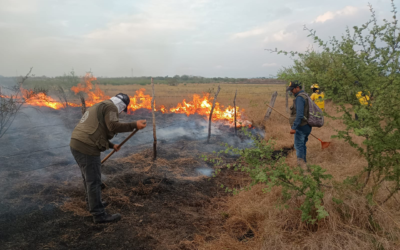 INCENDIO EN EJIDO LAS PITAS DEJA 400 HECTÁREAS AFECTADAS EN CD VALLES