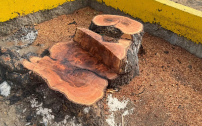 INVESTIGAN TALA NO AUTORIZADA EN BULEVAR DE CD VALLES