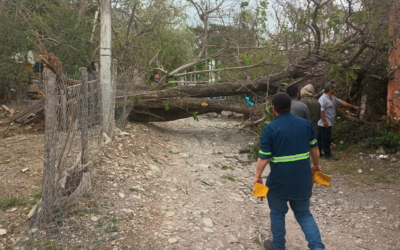 PROTECCIÓN CIVIL ATIENDE CAÍDA DE ÁRBOLES TRAS RÁFAGAS DE VIENTO