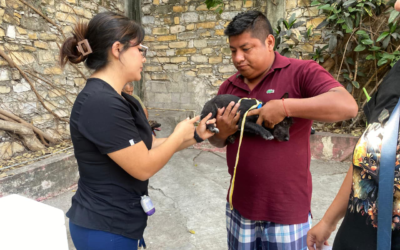 APLICAN 350 VACUNAS ANTIRRÁBICAS EN JORNADA DE SALUD ANIMAL EN CIUDAD VALLES