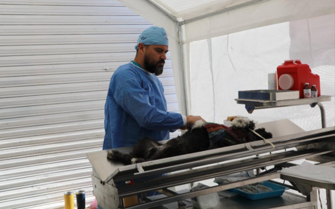 PROGRAMAN APLICACIÓN DE 892 MIL DOSIS EN CAMPAÑA ANTIRRÁBICA EN SAN LUIS POTOSÍ