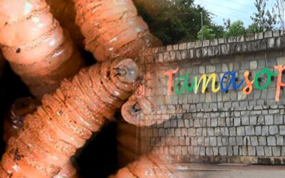 FALTA DE CONCIENCIA CIUDADANA SOBRE MIASIS DEL GUSANO BARRENADOR, ADVIERTE ALCALDE DE TAMASOPO