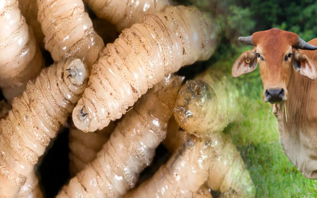 SUBEN A 52, LOS CASOS DE GUSANO BARRENADOR EN LA HUASTECA POTOSINA