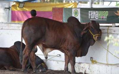 ENTREGAN 20 EJEMPLARES DE GANADO A PRODUCTORES EN CIUDAD VALLES