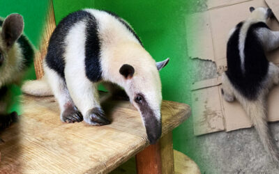 UN PEQUEÑO LUCHADOR DE LA VIDA ESTÁ A PUNTO DE VOLVER A CASA