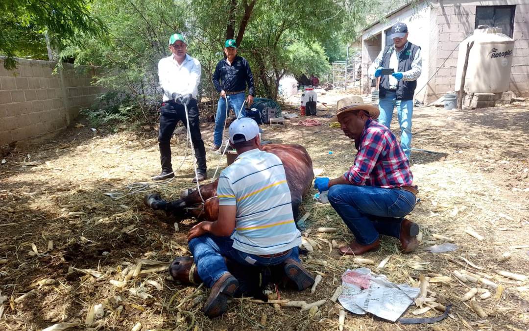 APLICAN PLAN PILOTO CONTRA GUSANO BARRENADOR DEL GANADO