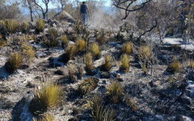 INCENDIO FORESTAL EN MATEHUALA ALCANZA CONTROL TOTAL