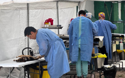 SAN LUIS POTOSÍ SUPERA 248 MIL ACCIONES DE SALUD ANIMAL EN 2026