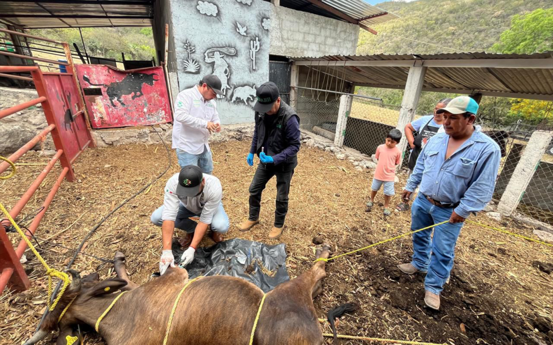 REFUERZAN ACCIONES CONTRA EL GUSANO BARRENADOR DEL GANADO EN EL ESTADO