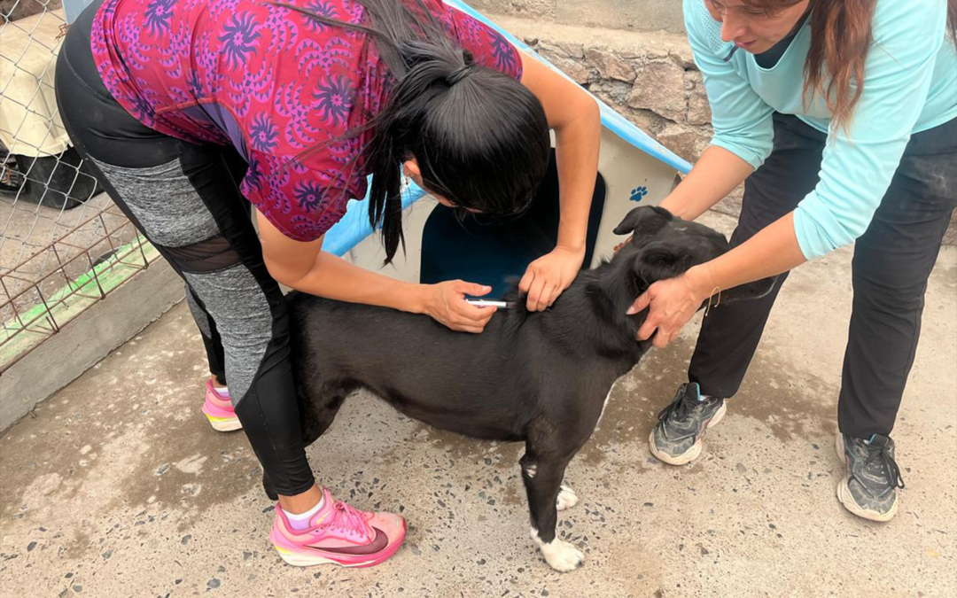 SAN LUIS POTOSÍ SE UBICA EN NOVENO LUGAR NACIONAL EN HOGARES CON MASCOTAS