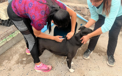 SAN LUIS POTOSÍ SE UBICA EN NOVENO LUGAR NACIONAL EN HOGARES CON MASCOTAS