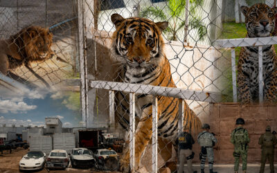 LEONES, TIGRE Y JAGUAR… EL SORPRENDENTE HALLAZGO EN CATEO DE LA FGR EN SLP