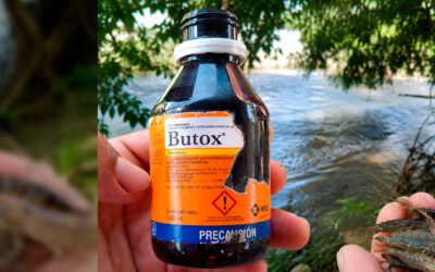 DENUNCIAN USO DE BUTOX PARA CAPTURAR ´COSOLES´ EN EL RÍO MOCTEZUMA