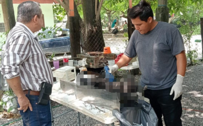CIUDAD VALLES REALIZA CAMPAÑA DE ESTERILIZACIÓN DE MASCOTAS EN PLAN DE AYALA