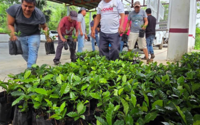 ENTREGAN PLANTAS DE CAFÉ A PRODUCTORES DE TANCANHUITZ