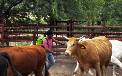 SAN LUIS POTOSÍ MANTIENE VIGILANCIA POR GUSANO BARRENADOR