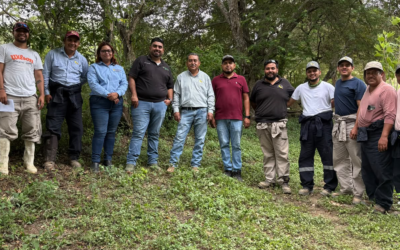 SAN LUIS POTOSÍ VIGILA PLAGA DE LANGOSTA EN CUATRO MUNICIPIOS