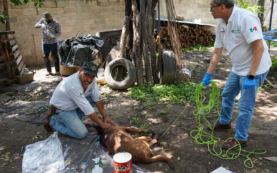 SAN LUIS POTOSÍ INICIA CONTROL DEL GUSANO BARRENADOR EN CIUDAD DEL MAÍZ