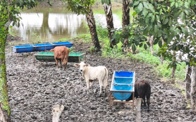 LLUVIAS FAVORECEN CULTIVOS AGRÍCOLAS EN SAN LUIS POTOSÍ
