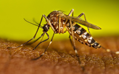 SLP ACUMULA 45 CASOS DE DENGUE EN 2026