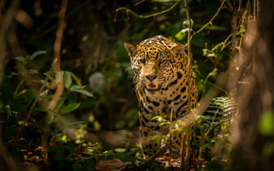 PIDEN PROTOCOLOS POR FAUNA SILVESTRE EN 10 MUNICIPIOS DE LA HUASTECA