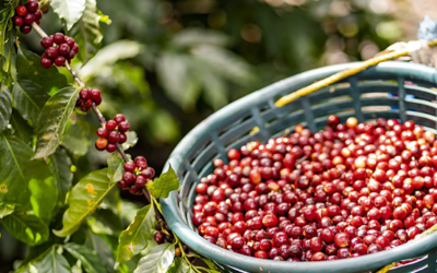 SAN LUIS POTOSÍ ALCANZA OCTAVO LUGAR NACIONAL EN PRODUCCIÓN DE CAFÉ