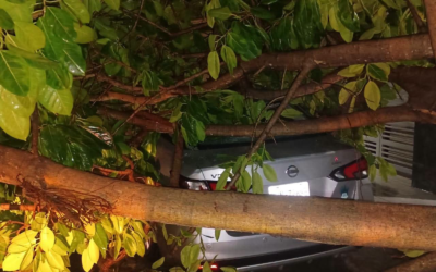 CIUDAD VALLES REGISTRA SIETE REPORTES POR LLUVIAS Y VIENTOS