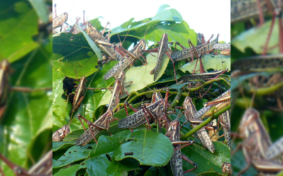 PLAGA DE LANGOSTA MANTIENE VIGILANCIA EN LA HUASTECA POTOSINA